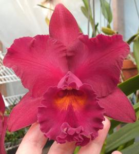 Rhyncholaeliocattleya Memoria Edward Wong