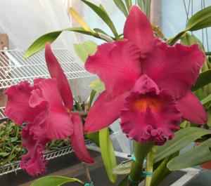 Rhyncholaeliocattleya Memoria Edward Wong