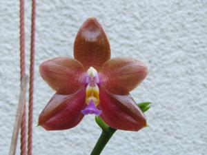 Phalaenopsis TH Lola GIrl