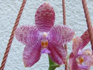 Phalaenopsis LD Mok Chio