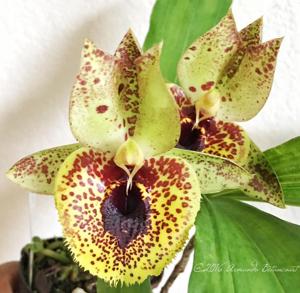 Catasetum Dark Odyssey