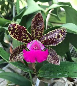 Cattleya Landate