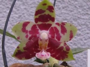 Phalaenopsis Yungho Princess Gelb