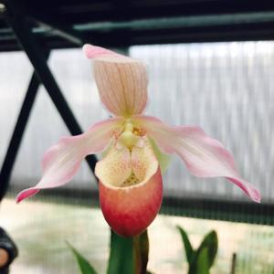 Paphiopedilum Perseus