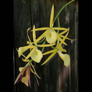 Brassocattleya Yellow Bird
