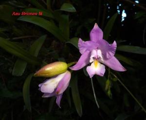 Laelia eyermaniana