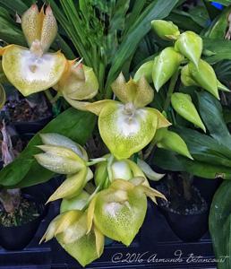 Catasetum Darkness