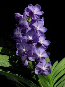 Vandachostylis Thailand