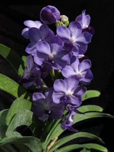 Vandachostylis Thailand