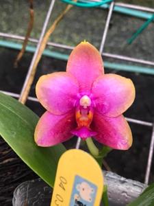 Phalaenopsis Zheng Min Peach