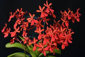 Renanthera Kalsom