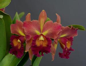 Rhyncholaeliocattleya Susan Fender