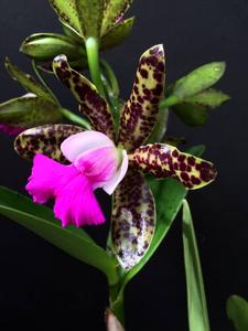 Cattleya Korat Spots