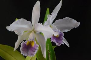 Cattleya Estella