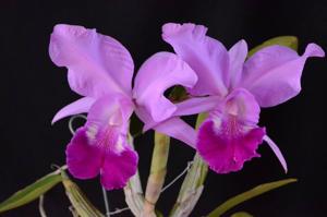 Cattleya Fennell