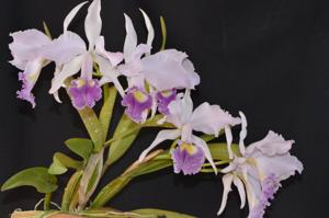 Cattleya Lawre-Mossiae