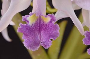 Cattleya Lawre-Mossiae