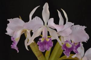 Cattleya Lawre-Mossiae