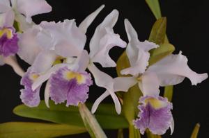 Cattleya Lawre-Mossiae