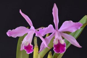 Cattleya Schilleriana gx