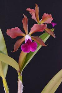 Cattleya Roncola