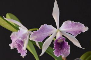 Cattleya Purpurato-Rex