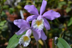 Cattleya Miss Endicott