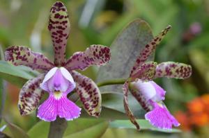 Cattleya Peckaviensis