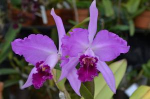 Cattleya Elfin