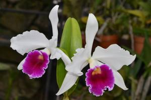 Cattleya Canhamiana