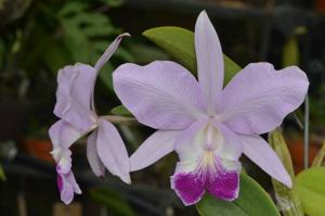 Cattleya Fennell