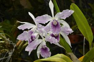 Cattleya Purpurato-Rex