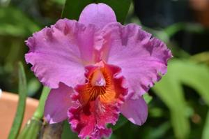 Rhyncholaeliocattleya Oconee Circle