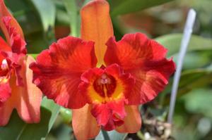 Rhyncholaeliocattleya Fantasy Circle