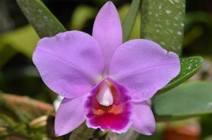 Cattleya Christmas Bouquet