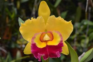 Rhyncholaeliocattleya Chunyeah