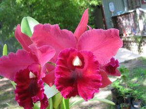 Rhyncholaeliocattleya Fort Watson