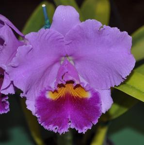 Rhyncholaeliocattleya Zilzie Fry