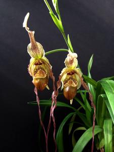 Phragmipedium Mini Grande