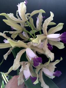 Cattleya Leoloddiglossa