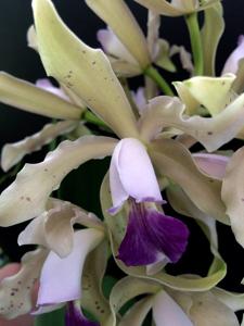 Cattleya Leoloddiglossa