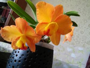 Cattleya Chester