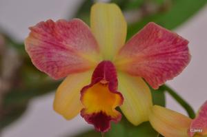 Cattleya Fire Magic