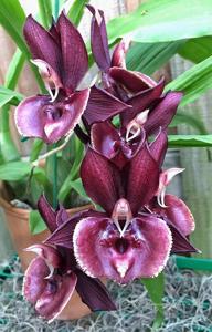 Catasetum Greg Scott