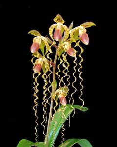 Paphiopedilum Chiu Hua Dancer