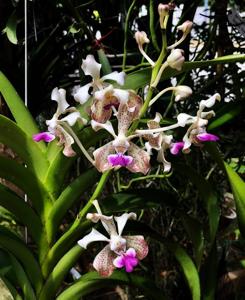 Vanda St Catharine’s College, Cambridge