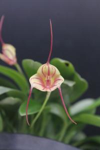 Masdevallia Tuakau Candy