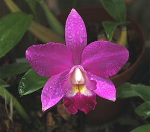 Cattlianthe Secret Love