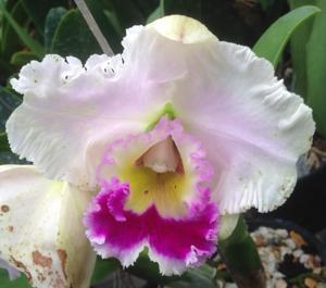 Rhyncholaeliocattleya Memoria Gordon Vallance