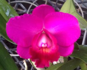 Cattleya Elusive Dream